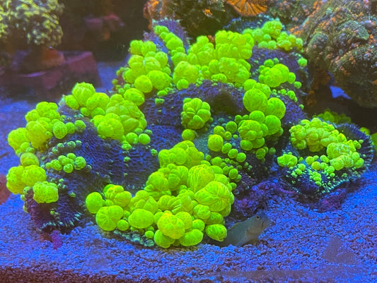 Bounce Radioactive Mushroom