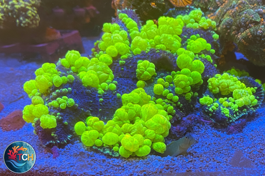 Radioactive Mushroom with TCH Logo - Positioned